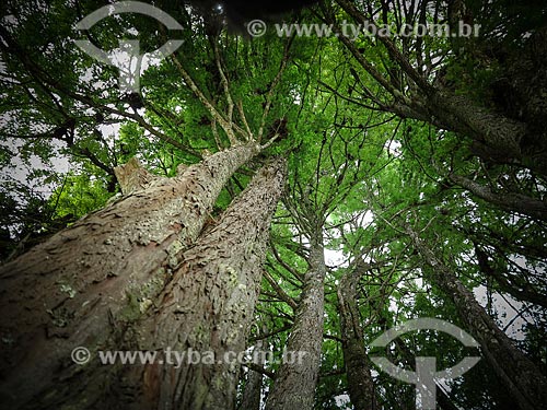  Detail of Bald cypress tree (Taxodium distichum) - Alberto Lofgren State Park - also known as Horto Florestal  - Sao Paulo city - Sao Paulo state (SP) - Brazil