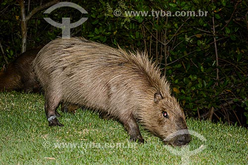  Capybara (Hydrochoerus hydrochaeris) on the banks of the Rodrigo de Freitas Lagoon  - Rio de Janeiro city - Rio de Janeiro state (RJ) - Brazil