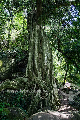  Fig tree - trial to Abraaozinho Beach  - Angra dos Reis city - Rio de Janeiro state (RJ) - Brazil