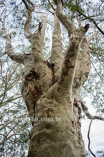  Eucalyptus near to   - Angra dos Reis city - Rio de Janeiro state (RJ) - Brazil