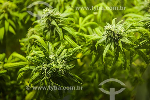  Detail of flowers of marijuana (Cannabis sativa) 