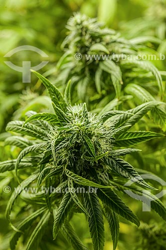  Detail of flowers of marijuana (Cannabis sativa) 