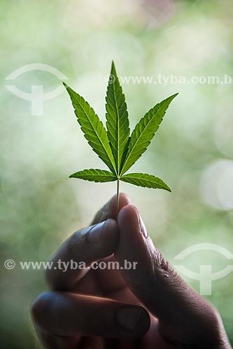  Detail of leaf of marijuana (Cannabis sativa) 