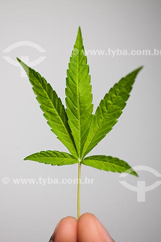 Detail of leaf of marijuana (Cannabis sativa) 