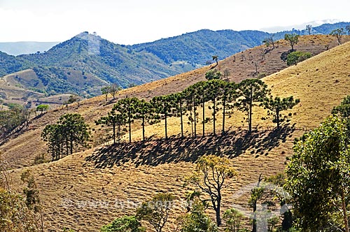  View of Araucarias (Araucaria angustifolia) from BR-354 highway  - Itamonte city - Minas Gerais state (MG) - Brazil