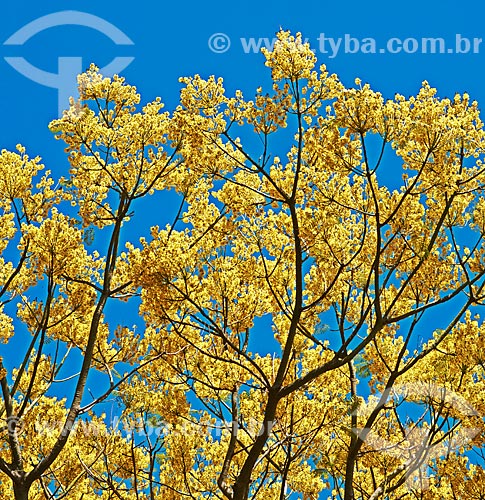  Guapuruvu tree (Schizolobium parahyba)  - Boa Esperanca city - Minas Gerais state (MG) - Brazil