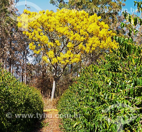 Guapuruvu tree (Schizolobium parahyba)  - Boa Esperanca city - Minas Gerais state (MG) - Brazil