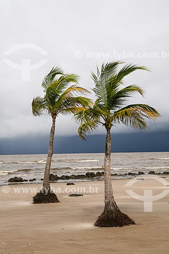  Coconut palms - pesqueiro Beach waterfront  - Soure city - Para state (PA) - Brazil