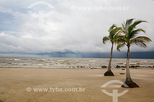  Coconut palms - pesqueiro Beach waterfront  - Soure city - Para state (PA) - Brazil