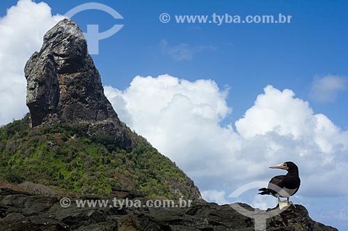  Brown booby (Sula leucogaster) - Conceicao Beach with Pico Mountain in the background  - Fernando de Noronha city - Pernambuco state (PE) - Brazil