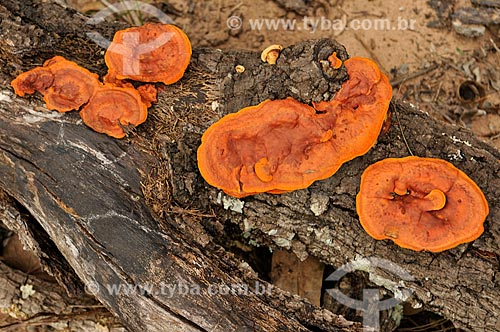  Detail of Pycnoporus sanguineus fungus  - Serranopolis city - Goias state (GO) - Brazil