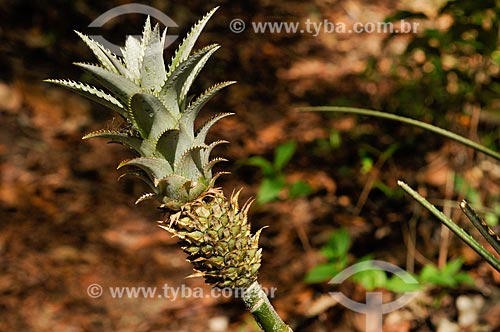  Detail of Pineapple bud (Ananas comosus)  - Serranopolis city - Goias state (GO) - Brazil