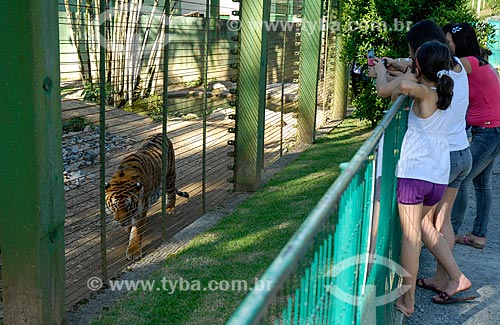  Tiger (Panthera tigris) - Pomerode Zoo  - Pomerode city - Santa Catarina state (SC) - Brazil