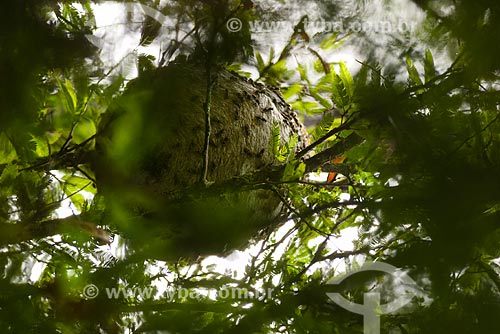  Wasp nest near to Serra dos Orgaos National Park  - Teresopolis city - Rio de Janeiro state (RJ) - Brazil