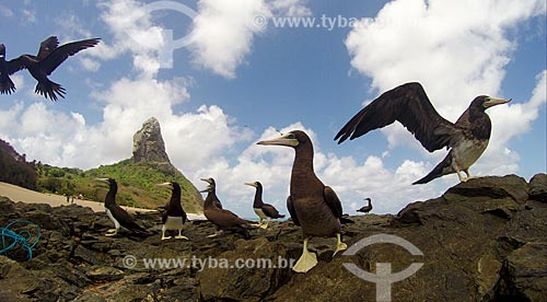  Brown booby (Sula leucogaster) - Conceicao Beach with Pico Mountain in the background  - Fernando de Noronha city - Pernambuco state (PE) - Brazil