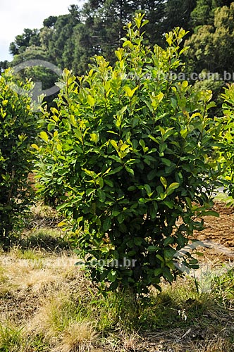  Yerba mate tree (Ilex paraguariensis) near to Sao Mateus do Sul city  - Sao Mateus do Sul city - Parana state (PR) - Brazil