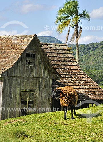  Lamb with black skin and the brown wool in the rural zone of Doctor Pedrinho city  - Doutor Pedrinho city - Santa Catarina state (SC) - Brazil