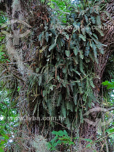  Ferns on Oak trunk  - Sao Francisco de Paula city - Rio Grande do Sul state (RS) - Brazil
