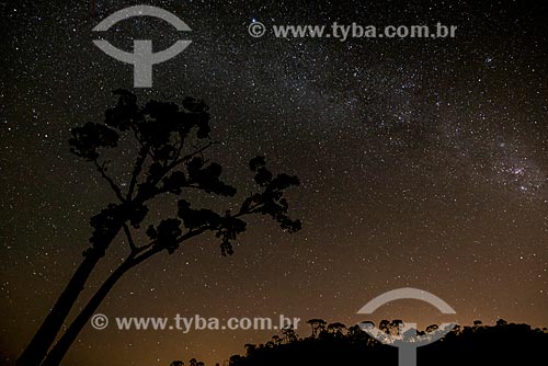  Branch of Cariniana ianeirensis with starry sky in the background  - Resende city - Rio de Janeiro state (RJ) - Brazil