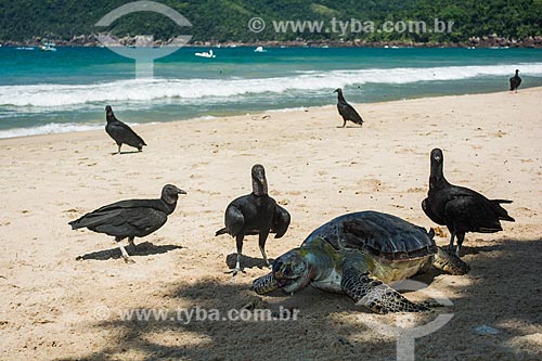  Vultures eating dead sea turtle in Sono Beach  - Paraty city - Rio de Janeiro state (RJ) - Brazil