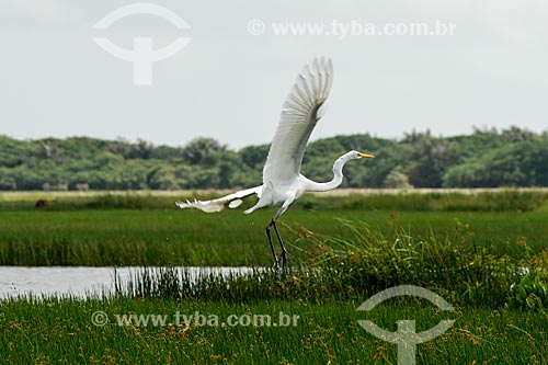  Great egret (Ardea alba) flying - Santo Amaro Lagoon  - Santo Amaro do Maranhao city - Maranhao state (MA) - Brazil