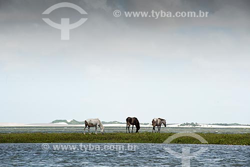  Horses - Santo Amaro Lagoon  - Santo Amaro do Maranhao city - Maranhao state (MA) - Brazil