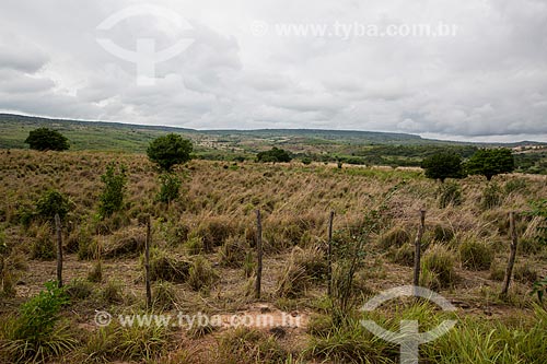  View of cerrado vegetation  - Nova Olinda city - Ceara state (CE) - Brazil
