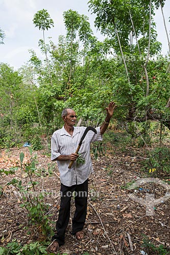  Organic agriculture of forest management in the Caatinga - Patos Farm  - Nova Olinda city - Ceara state (CE) - Brazil
