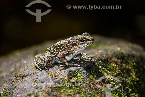  Frog - Poço Verde (Green Well) - Serra dos Orgaos National Park  - Guapimirim city - Rio de Janeiro state (RJ) - Brazil
