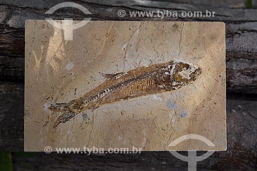  Fish fossil found in Araripe Geopark in exhibition - Regional University of Cariri Museum of Paleontology  - Santana do Cariri city - Ceara state (CE) - Brazil