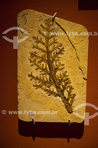  fossiliferous formation - Brachyphyllum obesum - in exhibition - Regional University of Cariri Museum of Paleontology  - Santana do Cariri city - Ceara state (CE) - Brazil