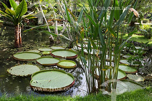  Victoria regia (Victoria amazonica) - also known as Amazon Water Lily or Giant Water Lily - Botanical Garden of Rio de Janeiro  - Rio de Janeiro city - Rio de Janeiro state (RJ) - Brazil