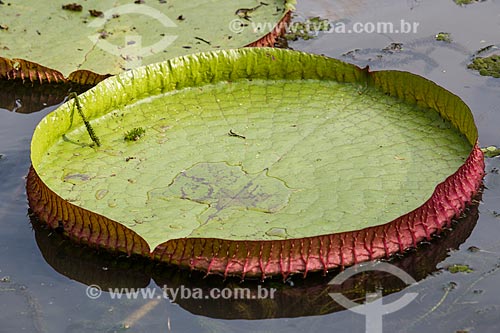  Detail of victoria regia (Victoria amazonica) - also known as Amazon Water Lily or Giant Water Lily - Botanical Garden of Rio de Janeiro  - Rio de Janeiro city - Rio de Janeiro state (RJ) - Brazil