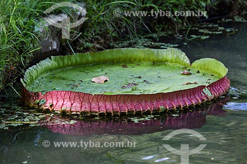  Detail of victoria regia (Victoria amazonica) - also known as Amazon Water Lily or Giant Water Lily - Botanical Garden of Rio de Janeiro  - Rio de Janeiro city - Rio de Janeiro state (RJ) - Brazil