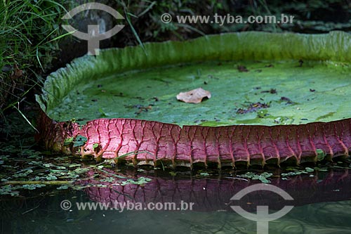  Detail of victoria regia (Victoria amazonica) - also known as Amazon Water Lily or Giant Water Lily - Botanical Garden of Rio de Janeiro  - Rio de Janeiro city - Rio de Janeiro state (RJ) - Brazil