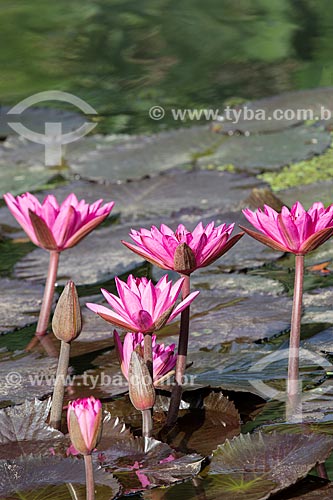  Detail of victoria regia flowers (Victoria amazonica) - also known as Amazon Water Lily or Giant Water Lily - Botanical Garden of Rio de Janeiro  - Rio de Janeiro city - Rio de Janeiro state (RJ) - Brazil