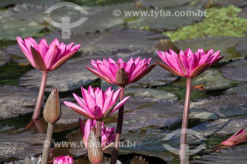  Detail of victoria regia flowers (Victoria amazonica) - also known as Amazon Water Lily or Giant Water Lily - Botanical Garden of Rio de Janeiro  - Rio de Janeiro city - Rio de Janeiro state (RJ) - Brazil