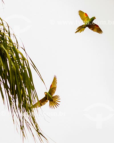  Maitaca parakeets near to Andrelandia city  - Andrelandia city - Minas Gerais state (MG) - Brazil