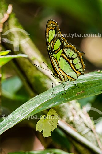  Butterfly near to Visitors Center von Martius - Serra dos Orgaos National Park  - Guapimirim city - Rio de Janeiro state (RJ) - Brazil