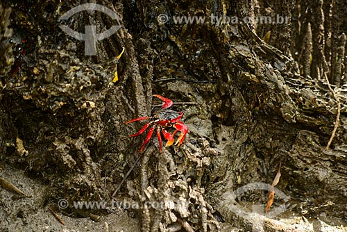  Red mangrove-root crab (Goniopsis cruentata) - Mangrove in Saco do Mamangua  - Paraty city - Rio de Janeiro state (RJ) - Brazil