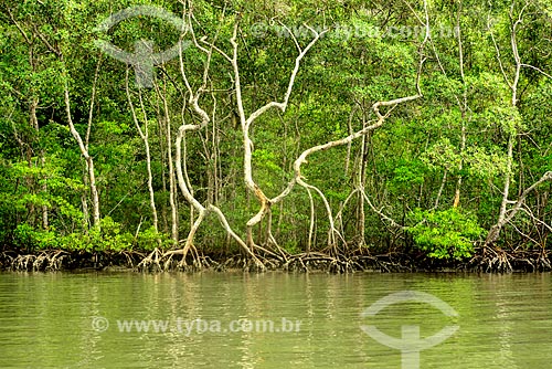  Mangrove in Saco do Mamangua  - Paraty city - Rio de Janeiro state (RJ) - Brazil
