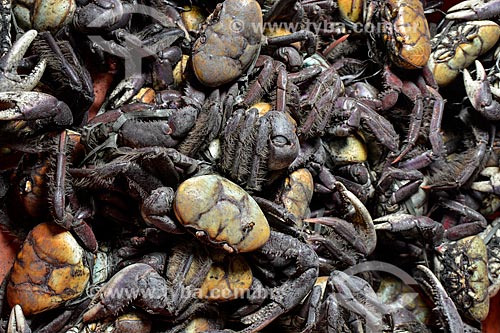  Crabs on sale - Luiz Gonzaga Northeast Traditions Centre  - Rio de Janeiro city - Rio de Janeiro state (RJ) - Brazil
