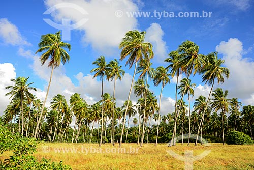  Coconut palm - Patacho Beach waterfront - Alagoas Ecological Route  - Porto de Pedras city - Alagoas state (AL) - Brazil