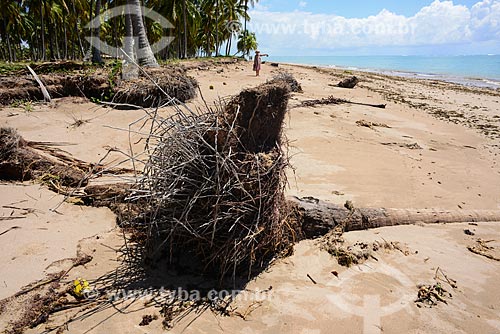  Trunk of coconut tree tumbled by the advancing tide - Patacho Beach - Alagoas Ecological Route  - Porto de Pedras city - Alagoas state (AL) - Brazil
