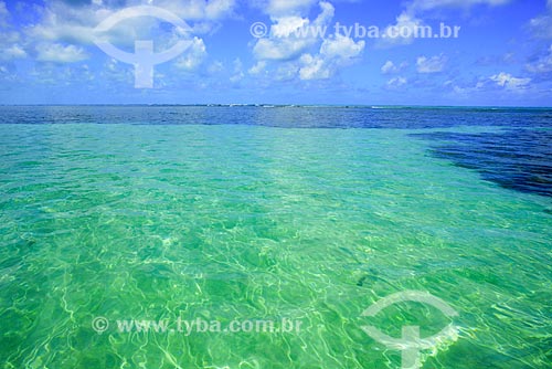  Coconut palm - Patacho Beach waterfront - Alagoas Ecological Route  - Porto de Pedras city - Alagoas state (AL) - Brazil