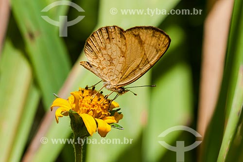  Butterfly on Daisy flower of Serrinha do Alambari Environmental Protection Area  - Resende city - Rio de Janeiro state (RJ) - Brazil
