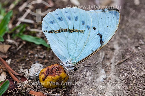  Blue Butterfly eating fruit of Araça - Serrinha do Alambari Environmental Protection Area  - Resende city - Rio de Janeiro state (RJ) - Brazil