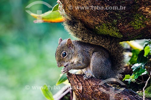  Squirrel - Serrinha do Alambari Environmental Protection Area  - Resende city - Rio de Janeiro state (RJ) - Brazil