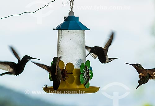  Hummingbirds drinking water in bottle - Itatiaia National Park  - Itatiaia city - Rio de Janeiro state (RJ) - Brazil