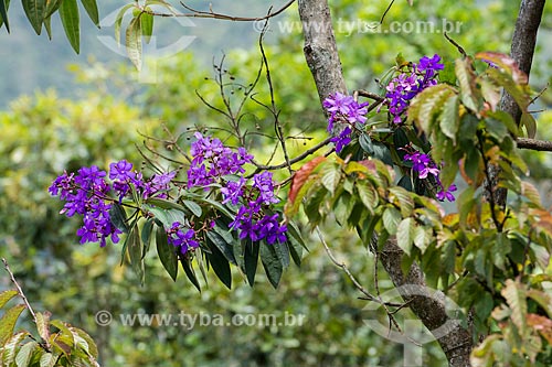  Tibouchina flowers (Tibouchina granulosa) - Itatiaia National Park  - Itatiaia city - Rio de Janeiro state (RJ) - Brazil